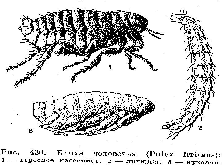 Какой цифрой обозначена на рисунке личинка первого возраста постельного клопа