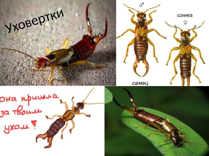 Уховертки 