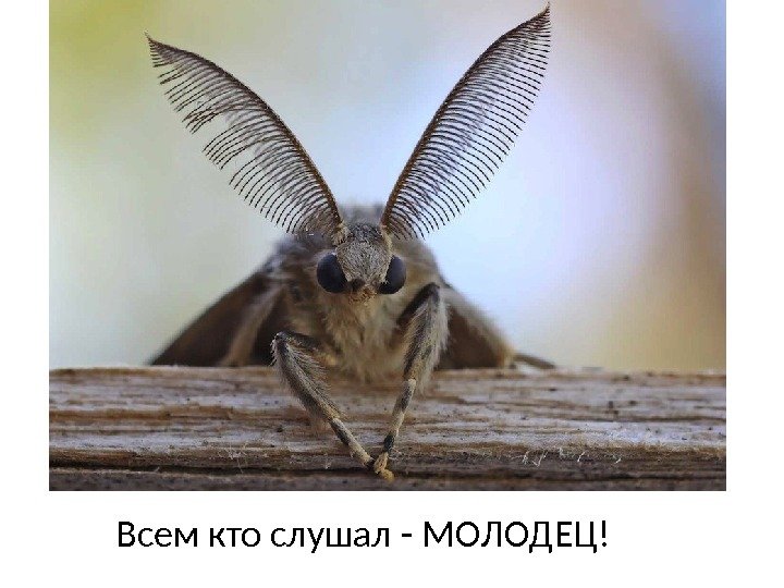 Всем кто слушал - МОЛОДЕЦ! 