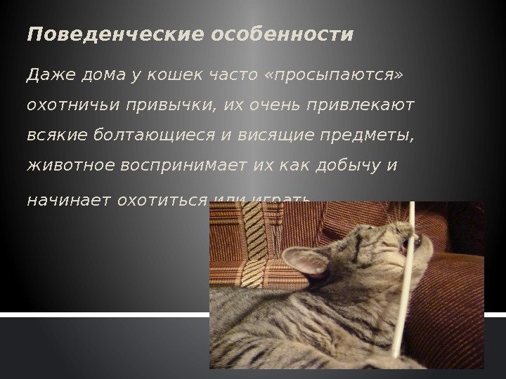 Поведенческие особенности Даже дома у кошек часто «просыпаются»  охотничьи привычки, их очень привлекают