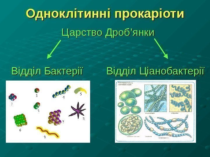 Одноклітинні прокаріоти Царство Дроб ’’ янки Відділ Бактерії  Відділ Ціанобактерії 