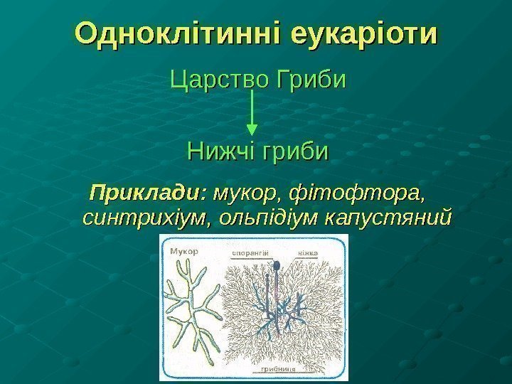 Одноклітинні еукаріоти Царство Гриби Нижчі гриби Приклади:  мукор, фітофтора,  синтрихіум, ольпідіум капустяний