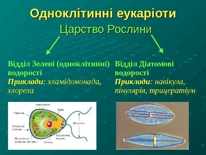 Одноклітинні еукаріоти Царство Рослини Відділ Зелені (одноклітинні) водорості Приклади : хламідомонада,  хлорела Відділ