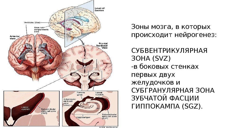 Зоны мозга, в которых происходит нейрогенез: СУБВЕНТРИКУЛЯРНАЯ ЗОНА (SVZ) -в боковых стенках первых двух