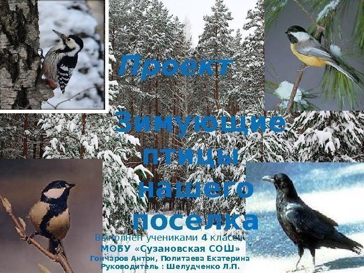Проект  Зимующие птицы нашего поселка Выполнен учениками 4 класса МОБУ «Сузановская СОШ» Гончаров