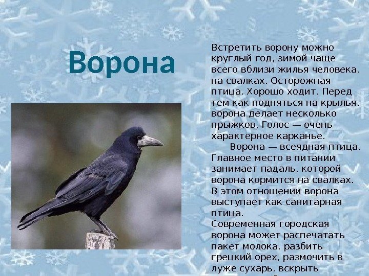 Встретить ворону можно круглый год, зимой чаще всего вблизи жилья человека,  на свалках.