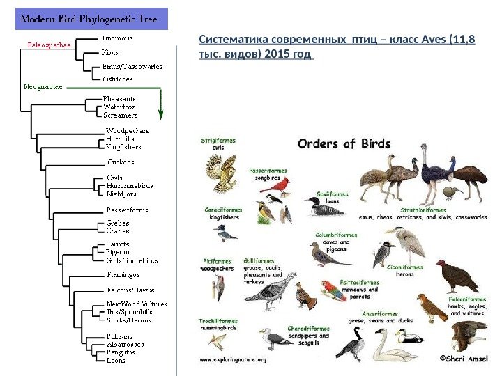 Систематика современных птиц – класс Aves (11, 8 тыс. видов) 2015 год 