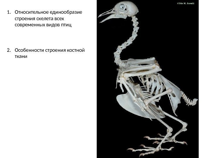 1. Относительное единообразие строения скелета всех современных видов птиц 2. Особенности строения костной ткани