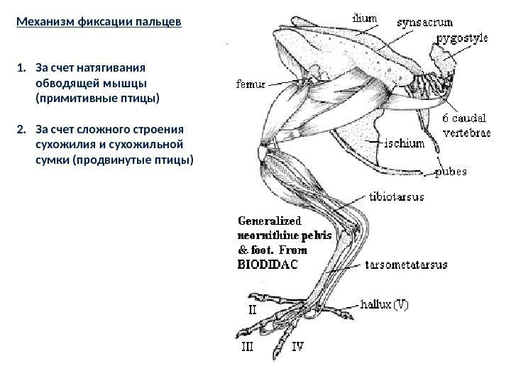 Механизм фиксации пальцев 1. За счет натягивания обводящей мышцы (примитивные птицы) 2. За счет