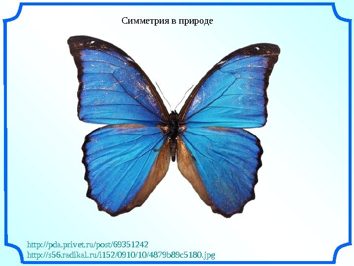   Симметрия в природе http: //pda. privet. ru/post/69351242 http: //s 56. radikal. ru/i