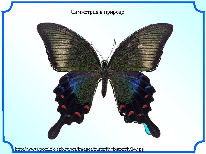   Симметрия в природе http: //www. potolok-spb. ru/art/images/butterfly 14. jpg 