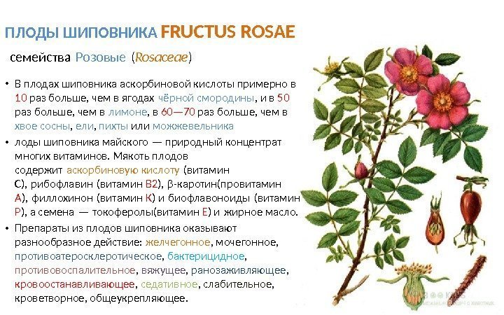 ПЛОДЫ ШИПОВНИКА FRUCTUS ROSAE  семейства Розовые ( Rosaceae ) • В плодах шиповника