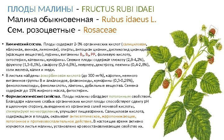 ПЛОДЫ МАЛИНЫ - FRUCTUS RUBI IDAEI Малина обыкновенная -  Rubus idaeus L. Сем.