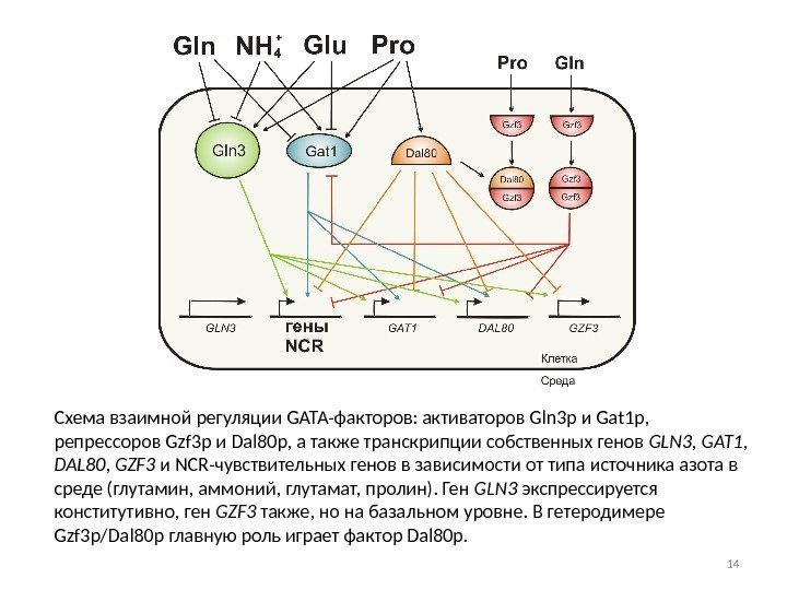 Схема взаимной регуляции GATA-факторов: активаторов Gln 3 p и Gat 1 p,  репрессоров