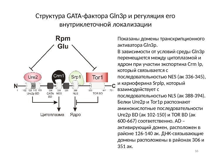 Структура GATA-фактора Gln 3 p и регуляция его внутриклеточной локализации Показаны домены транскрипционного активатора