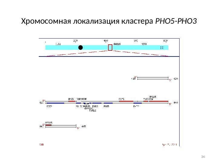 Хромосомная локализация кластера РНО 5 -РНО 3 34 