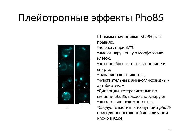 Плейотропные эффекты Pho 85 Штаммы с мутациями pho 85 , как правило,  •