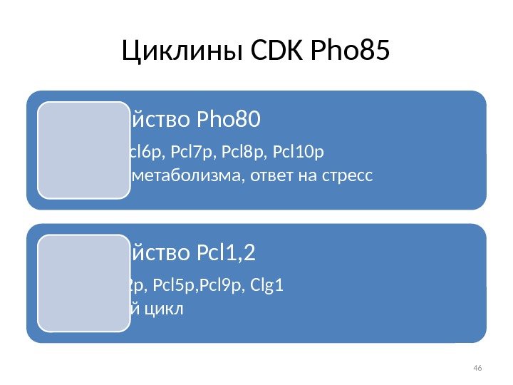 Циклины CDK Pho 85 Подсемейство Pho 80 • Pho 80 p, Pcl 6 p,