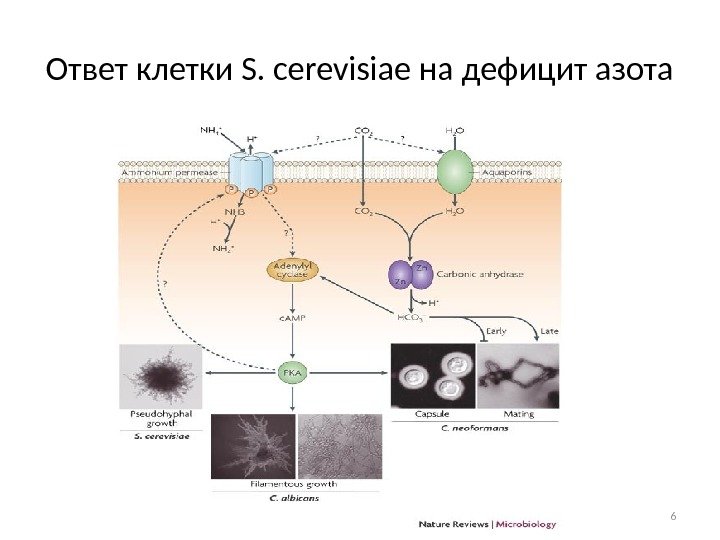 Ответ клетки S. cerevisiae на дефицит азота 6 