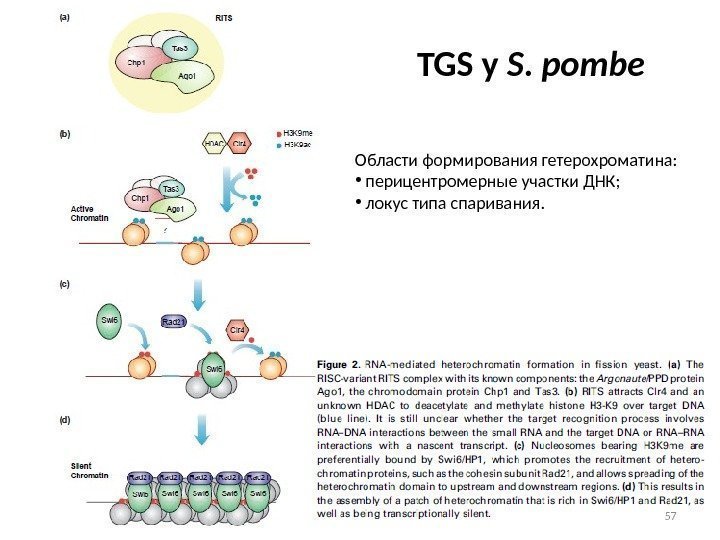 TGS у S. pombe Области формирования гетерохроматина:  •  перицентромерные участки ДНК; 