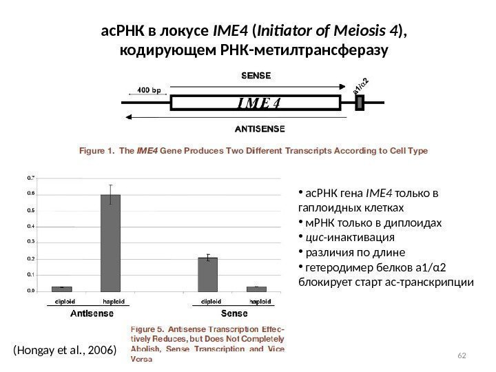 62(Hongay et al. , 2006) ас. РНК в локусе IME 4 ( Initiator of
