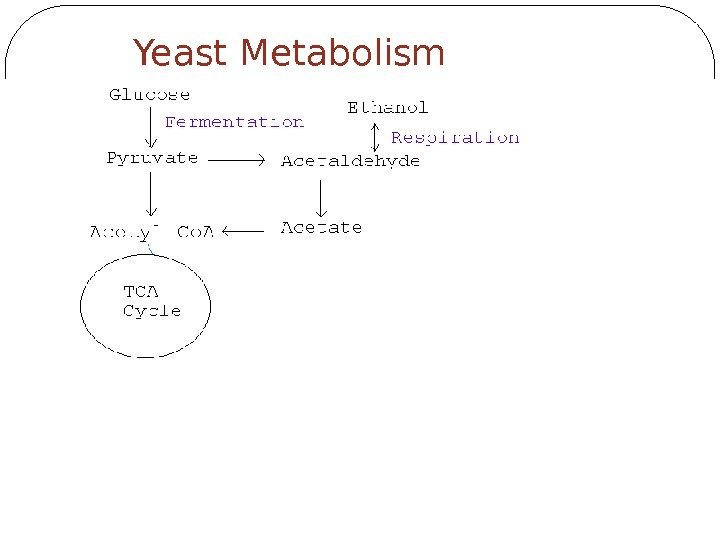 Yeast Metabolism 32 