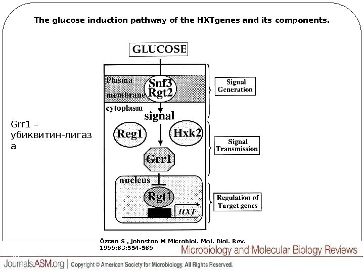 The glucose induction pathway of the HXTgenes and its components. Özcan S , Johnston