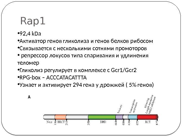 Rap 1 49 • 92, 4 k. Da • Активатор генов гликолиза и генов