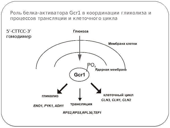 Роль белка-активатора Gcr 1 в координации гликолиза и процессов трансляции и клеточного цикла 50