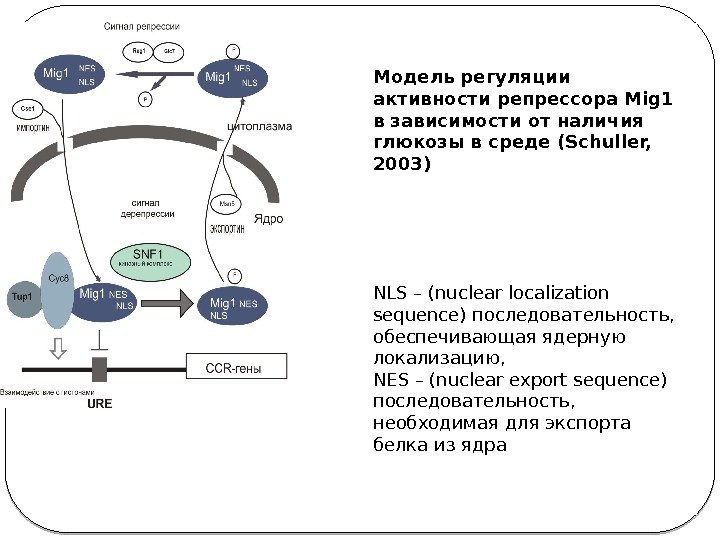 Модель регуляции активности репрессора Mig 1 в зависимости от наличия глюкозы в среде (Schuller,