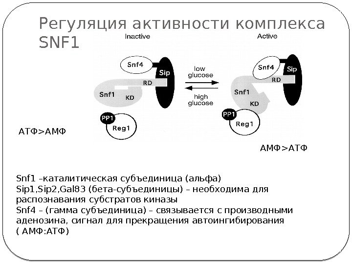 Регуляция активности комплекса SNF 1 57 Snf 1 –каталитическая субъединица (альфа) Sip 1, Sip