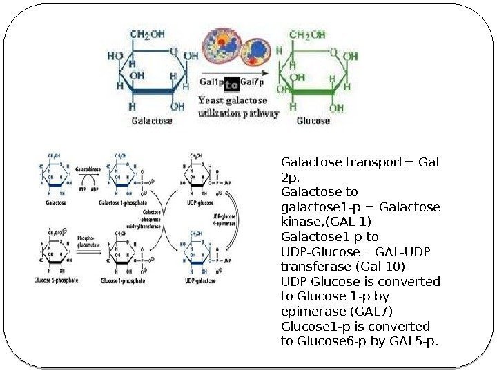 Galactose transport= Gal 2 p, Galactose to galactose 1 -p = Galactose kinase, (GAL