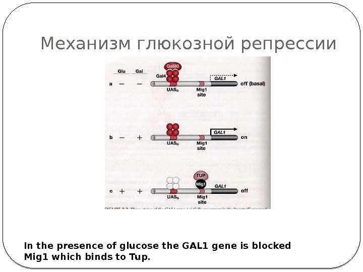 Механизм глюкозной репрессии In the presence of glucose the GAL 1 gene is blocked