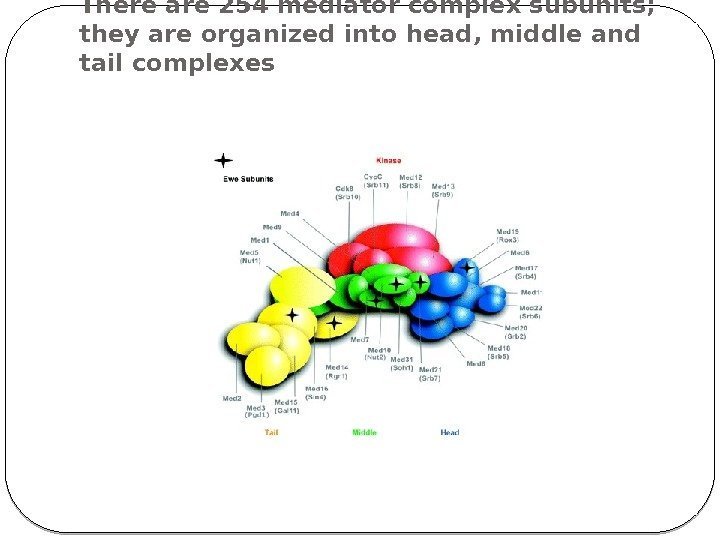 There are 254 mediator complex subunits;  they are organized into head, middle and