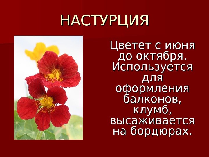   НАСТУРЦИЯ Цветет с июня до октября.  Используется для оформления балконов, 