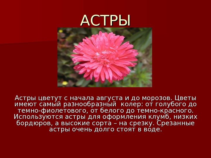   АСТРЫ Астры цветут с начала августа и до морозов. Цветы имеют самый