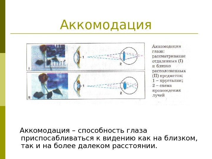   Аккомодация – способность глаза приспосабливаться к видению как на близком,  так