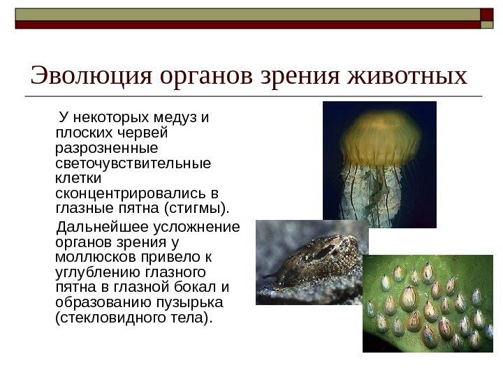   Эволюция органов зрения животных  У некоторых медуз и плоских червей разрозненные