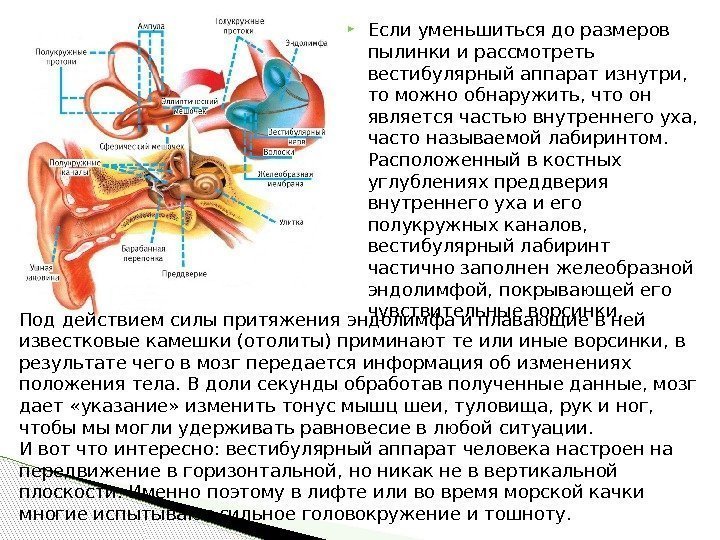 Особенности функционирования кожной сенсорной системы у детей