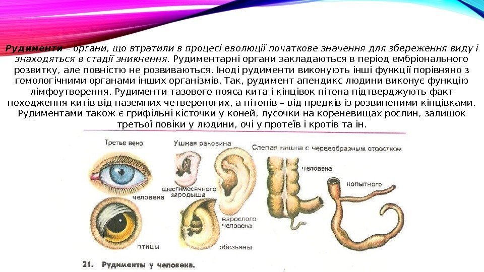 Рудимент зародыш. Рудимент ушной раковины. Рудименты человека список.