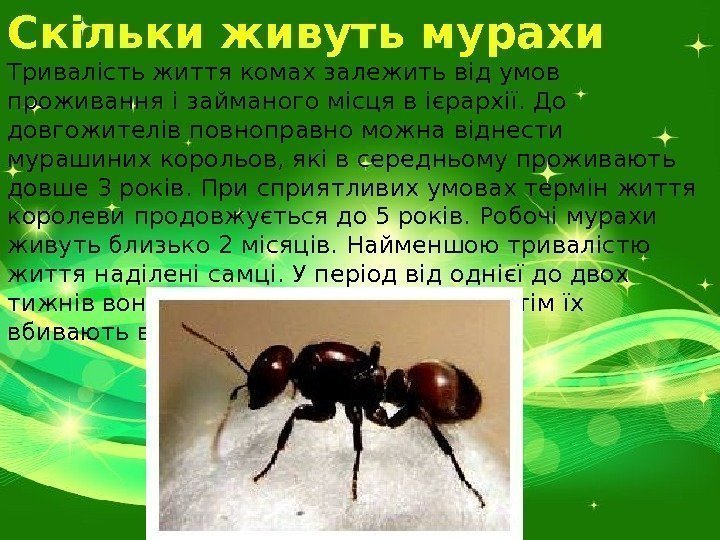 Скільки живуть мурахи Тривалість життя комах залежить від умов проживання і займаного місця в