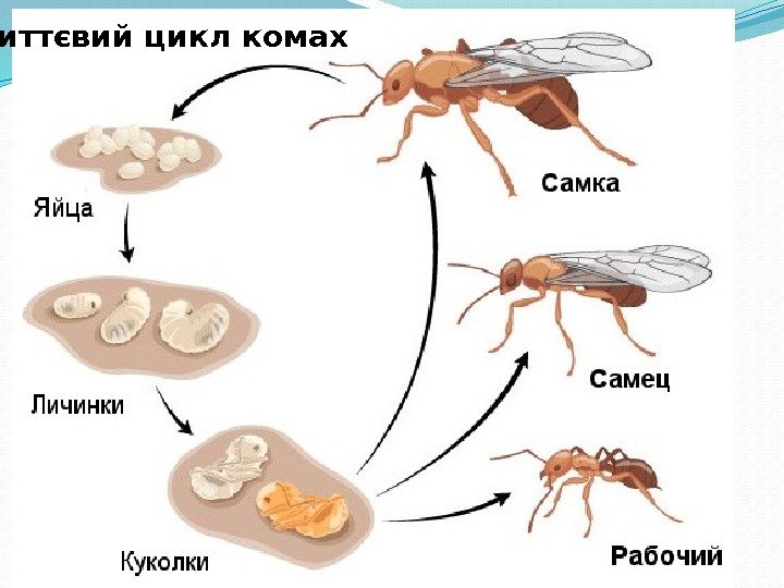  Життєвий цикл комах 