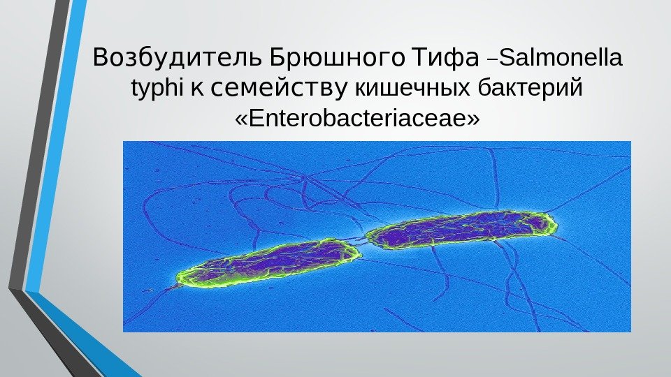  –Возбудитель Брюшного Тифа Salmonella typhi  к семейству кишечных бактерий  «Enterobacteriaceae» 