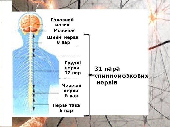 Головний мозок Мозочок Шийні нерви 8 пар Грудні нерви 12 пар Черевні нерви 5