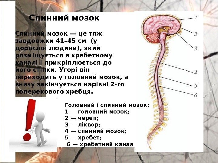 Спинний мозок — це тяж завдовжки 41– 45 см (у дорослої людини), який розміщується
