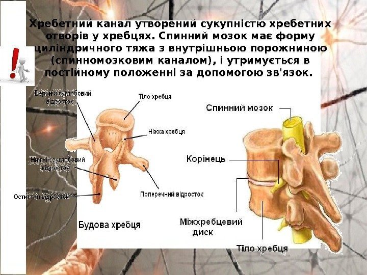 Хребетний канал утворений сукупністю хребетних отворів у хребцях. Спинний мозок має форму циліндричного тяжа