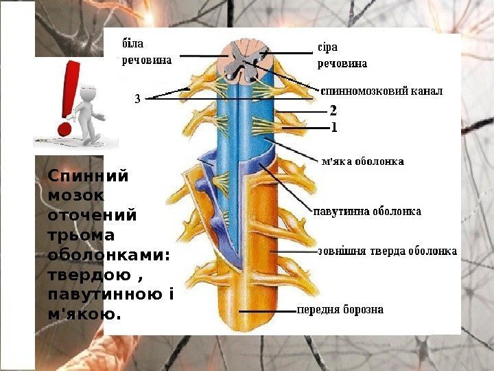 Спинний мозок оточений трьома оболонками:  твердою ,  павутинною і м'якою. 