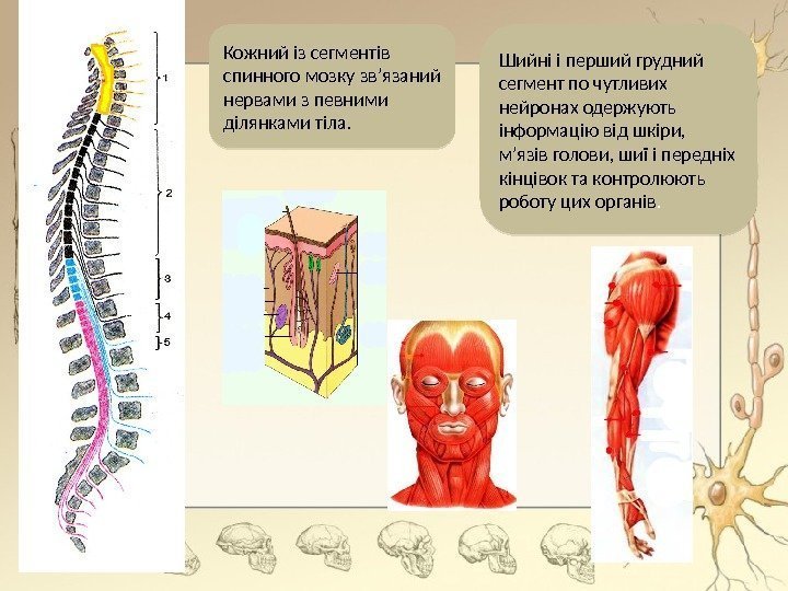 Кожний із сегментів спинного мозку зв’язаний нервами з певними ділянками тіла. Шийні і перший