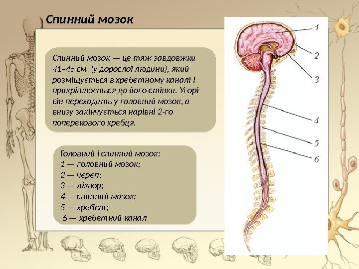 Спинний мозок — це тяж завдовжки 41– 45 см (у дорослої людини), який розміщується