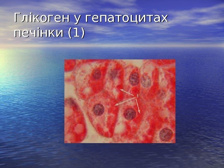   Глікоген у гепатоцитах печінки (1) 